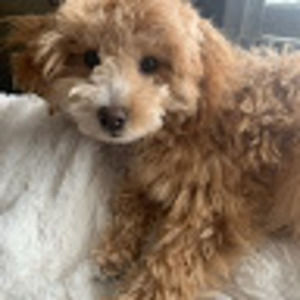 Meet your Posher, Sanj